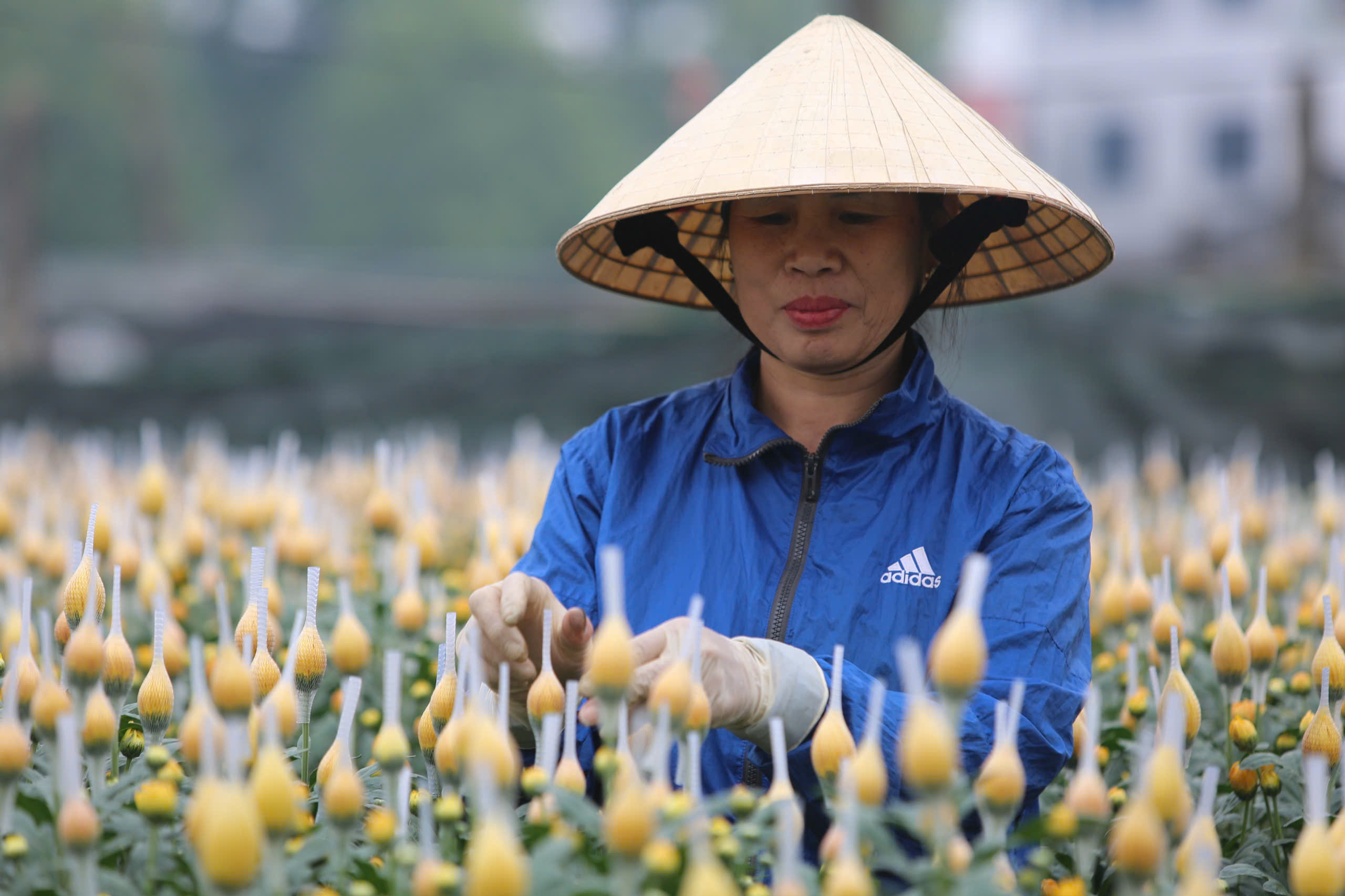 Làng hoa nổi tiếng Thanh Hóa, Ninh Bình tất bật vụ Tết- Ảnh 1.