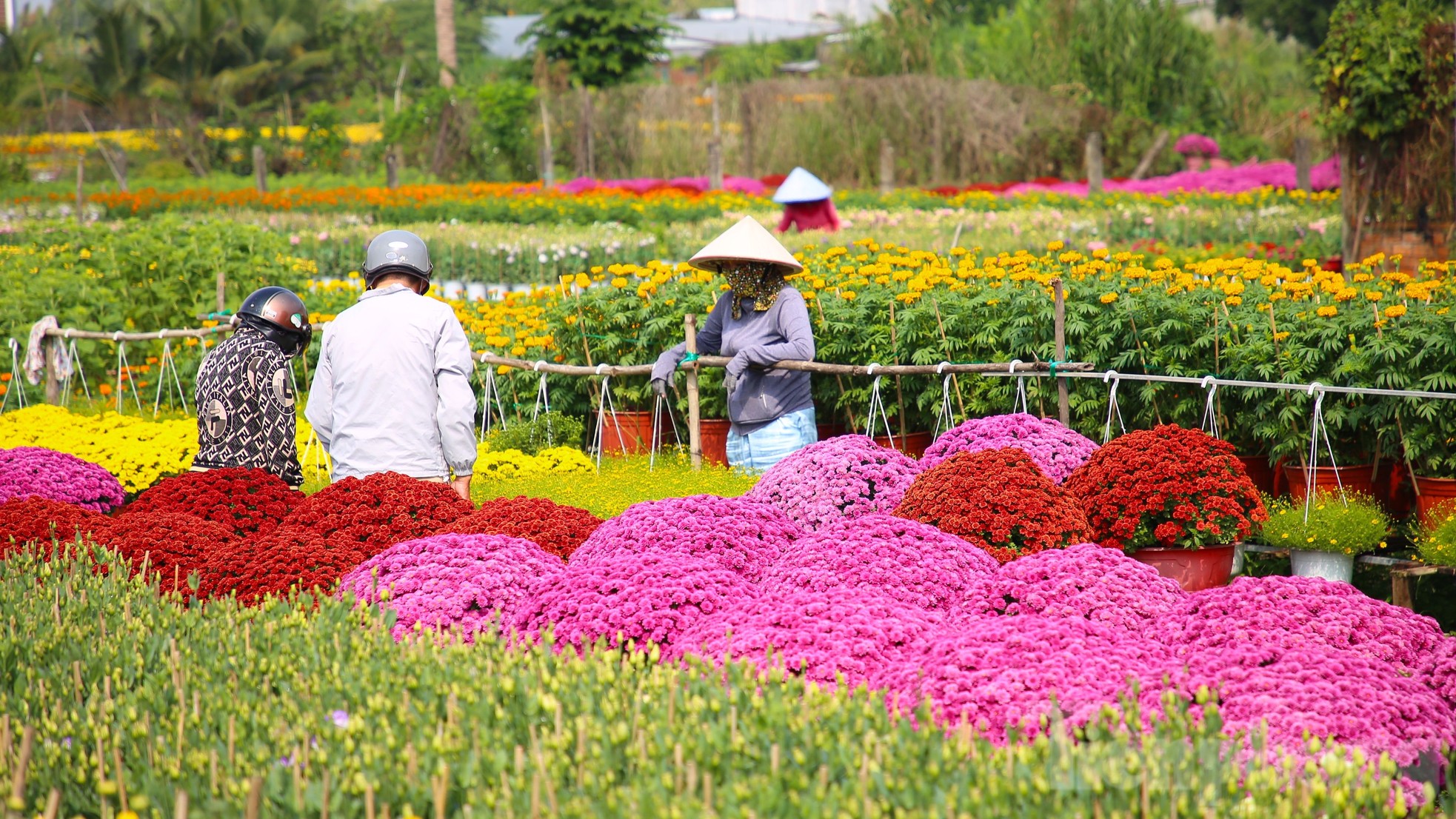 Làng hoa trăm tuổi ở Cần Thơ đẹp rực rỡ dịp cận Tết ảnh 1