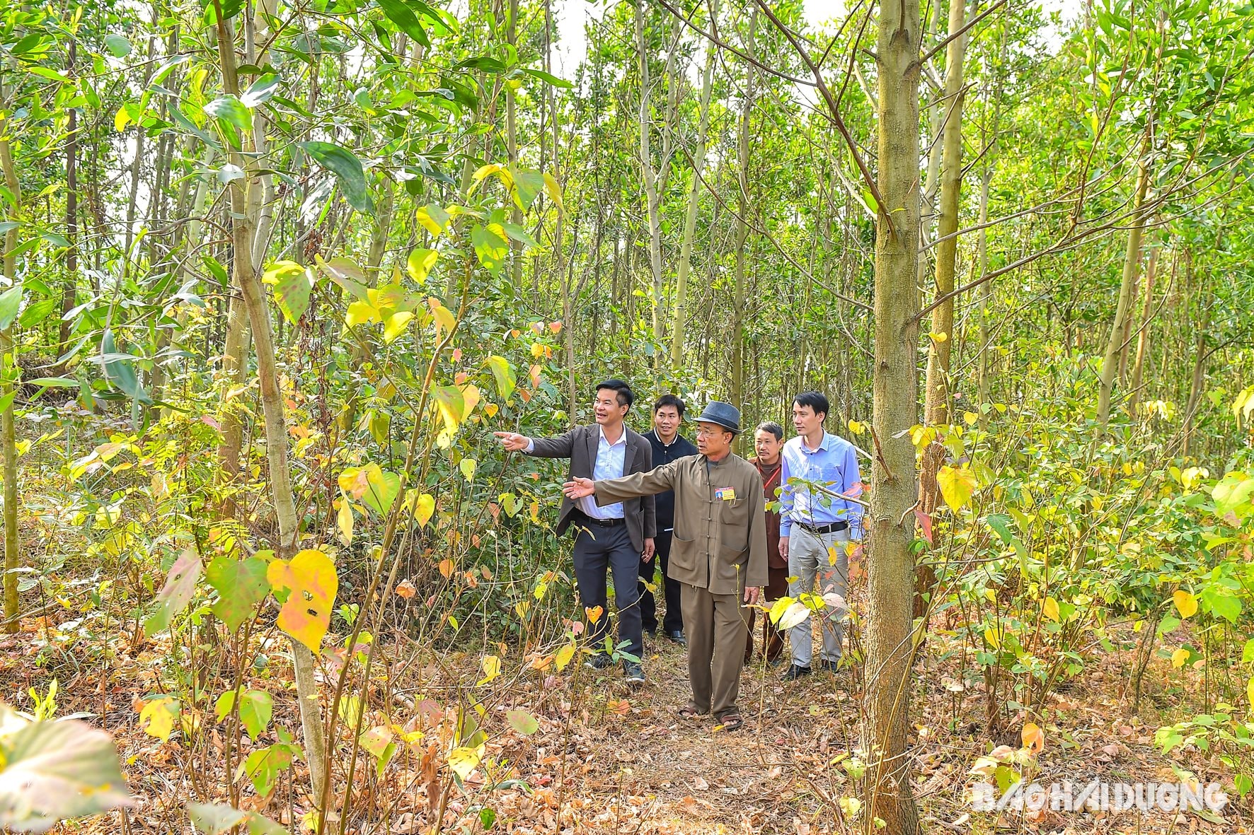 Khôi phục vườn thuốc cổ Dược Sơn (Chí Linh) - Ảnh 1.