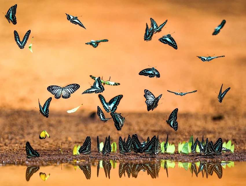 Ngắm chim, thú hoang dã trong Ngắm chim, thú hoang dã trong