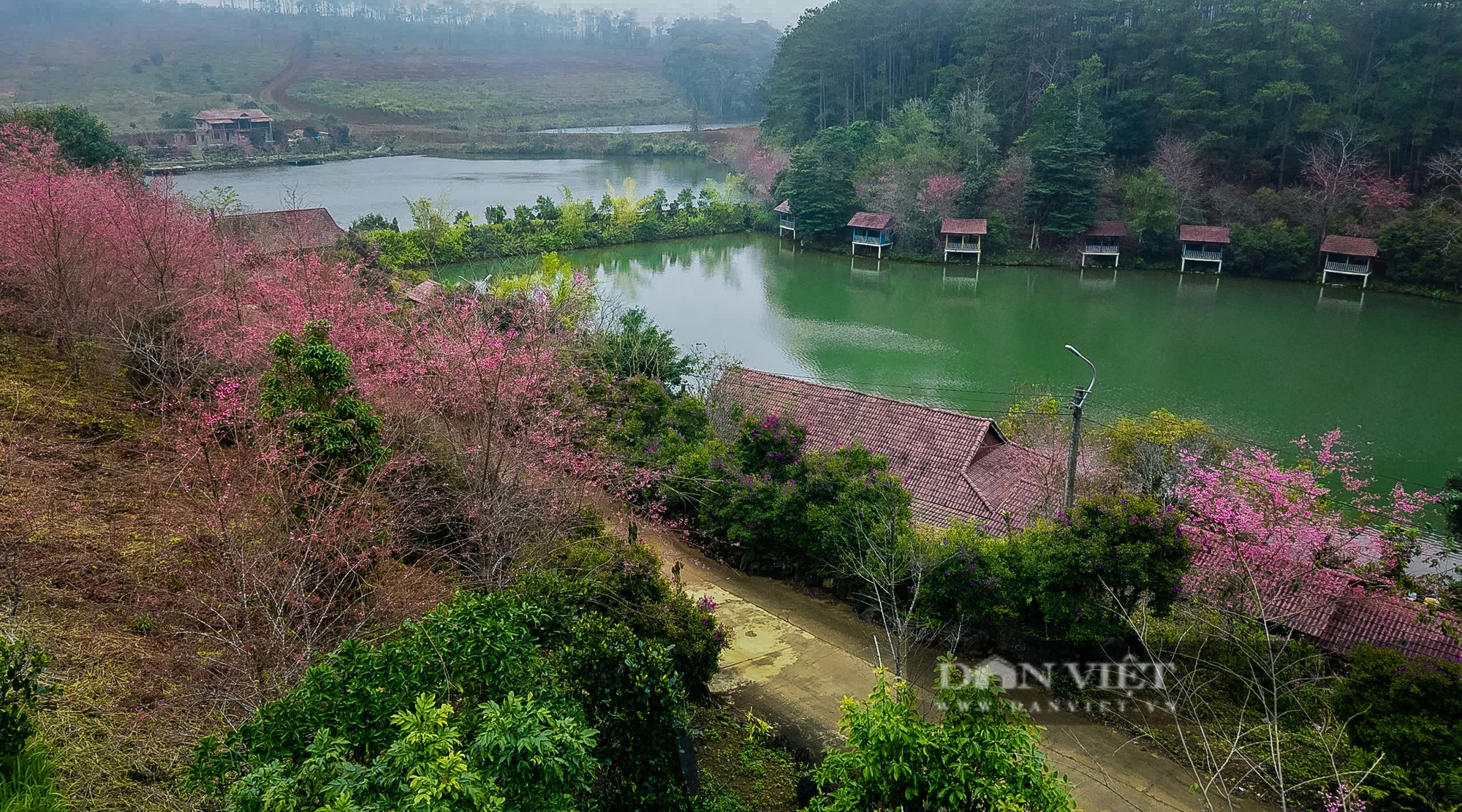 Ngẩn ngơ trước vẻ đẹp hoa Mai Anh Đào ở Măng Đen, đẹp tựa tranh vẽ - Ảnh 2.