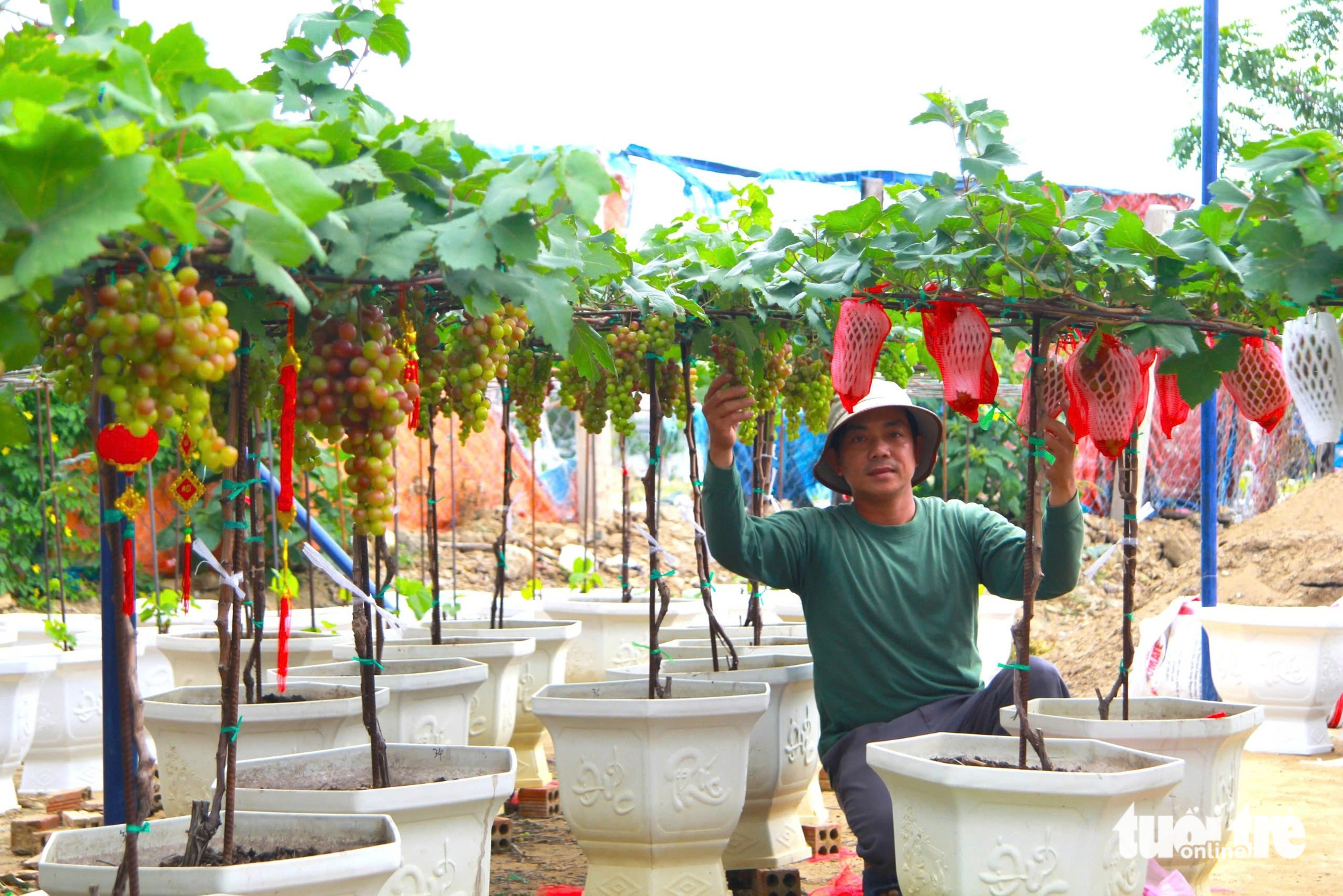 Nho cảnh ‘siêu trái’ ở Ninh Thuận giá cao vẫn cháy hàng dịp Tết - Ảnh 1.