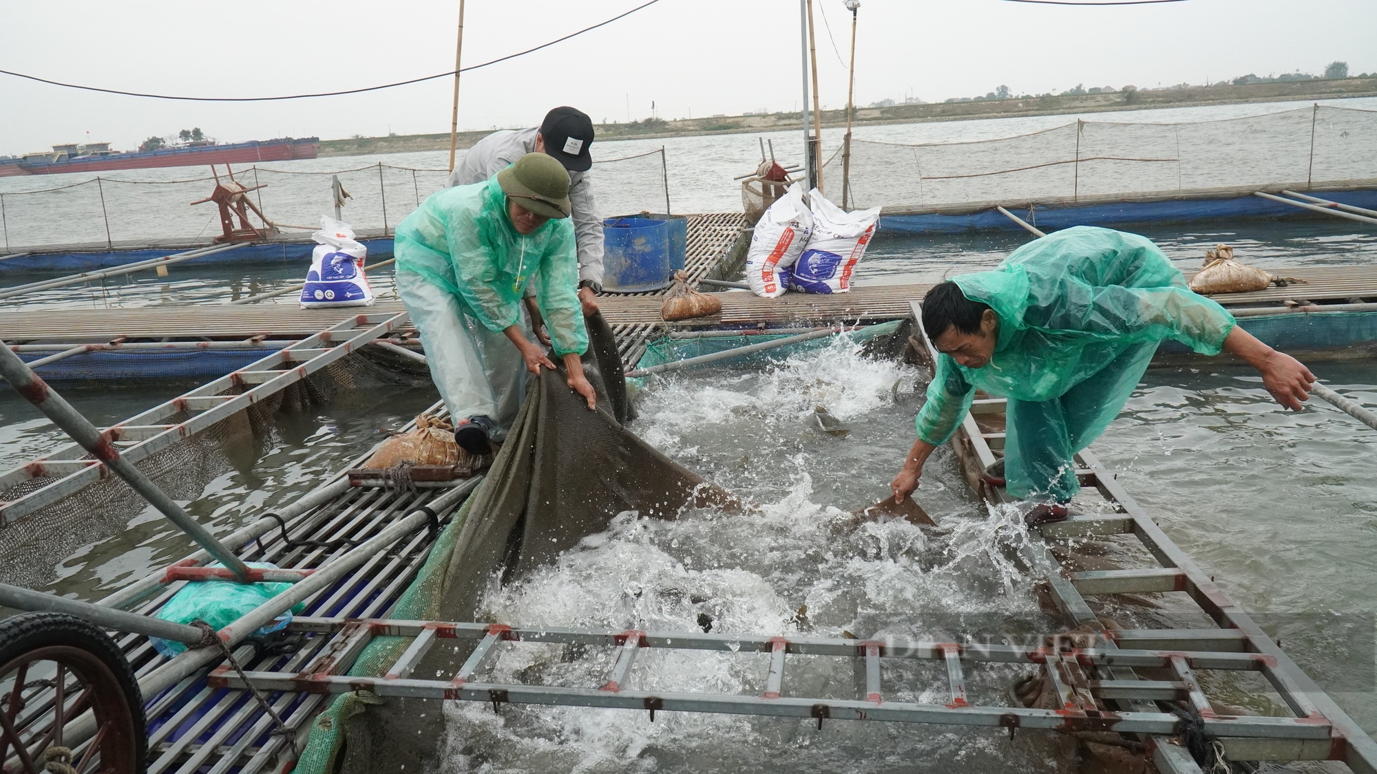 Nuôi cá chép giòn ăn sần sật, nông dân Bắc Ninh bắt lên toàn con to bự, thương lái săn lùng mua dịp cận Tết - Ảnh 1.