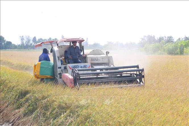 Nuôi tôm càng to bự trong ruộng lúa, dân Bạc Liêu bán tôm đắt hàng, bán lúa cũng giá tốt - Ảnh 2.