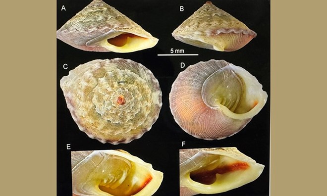 Phát hiện loài ốc mới tại Vườn Quốc gia Phong Nha - Kẻ Bàng