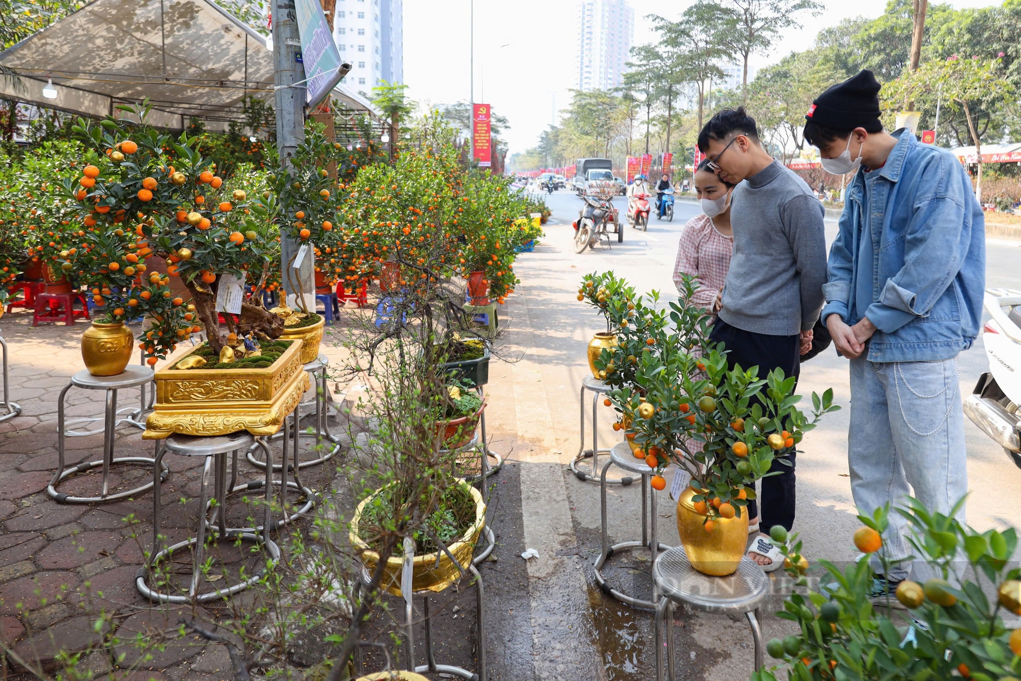 Quất dát vàng, quất tạo hình đầu rồng giá tiền triệu xuất hiện tại Hà Nội ngày cận Tết- Ảnh 1.