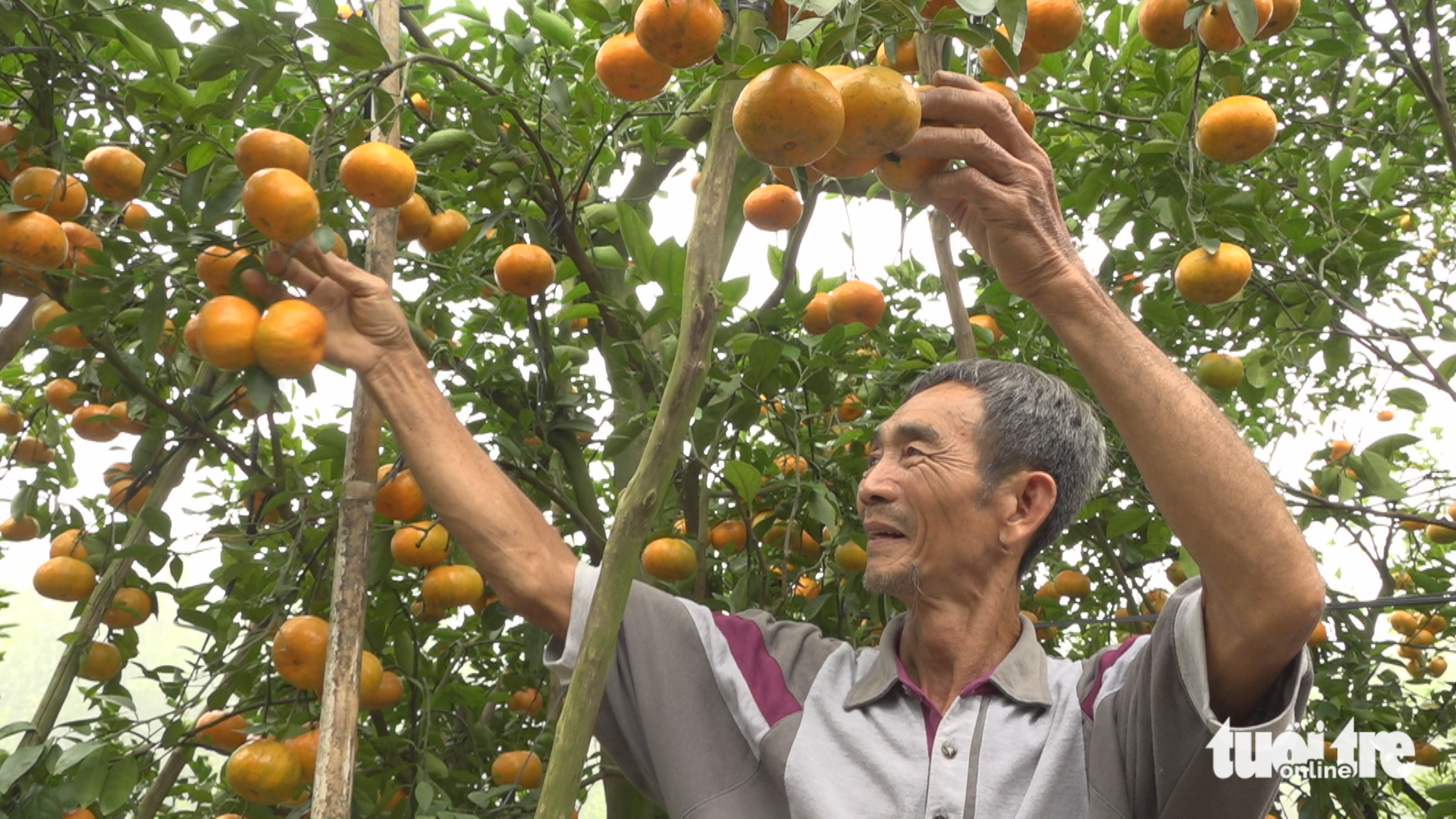 Quýt hồng Lai Vung hút hàng dịp Tết - Ảnh 1.