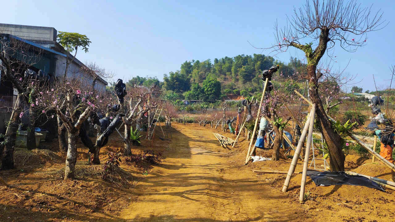 Đà Bắc là huyện vùng cao có số lượng đào trồng và đào tự nhiên lớn nhất trên địa bàn tỉnh Hòa Bình. Ảnh: Đặng Tình