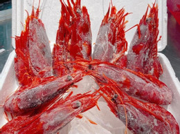 Τομ Κουί Ντο 137851.jpg