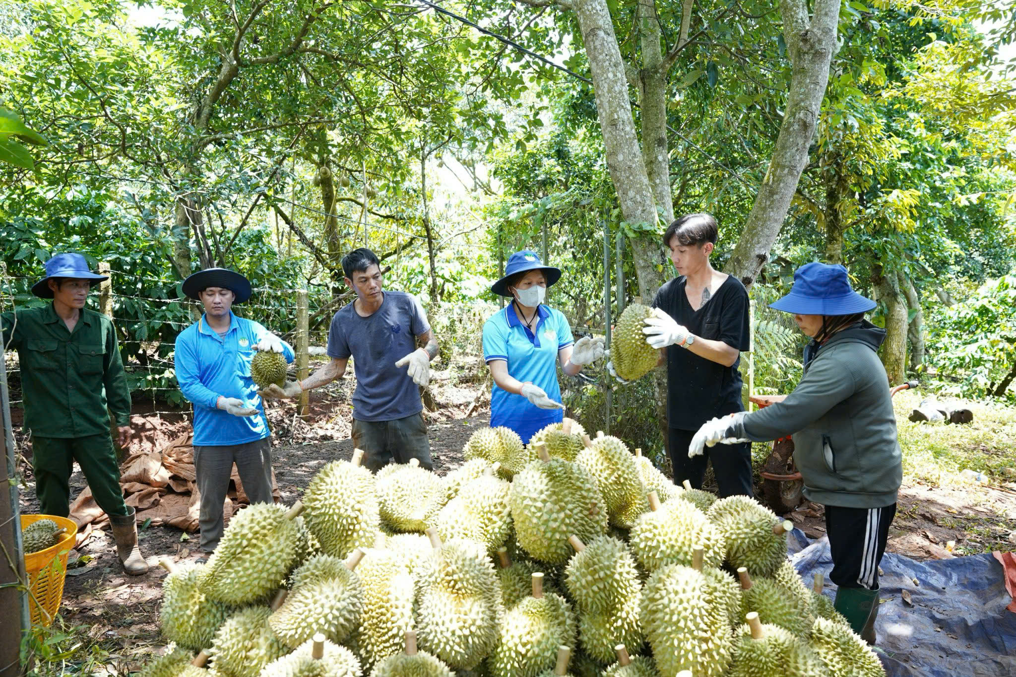 Thông tin mới nhất quy định của các thị trường nhập khẩu nông lâm thủy sản của Việt Nam, Mỹ, EU lưu ý gì?  - Ảnh 1.