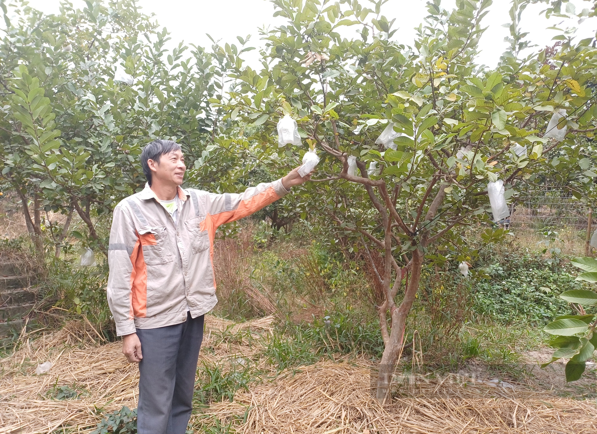 Trồng cây ăn quả kết hợp chăn nuôi, vợ chồng ông nông dân Thái Nguyên có cuộc sống an nhàn - Ảnh 1.