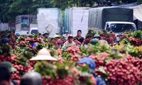 Congestion at Vietnam's largest lychee market
