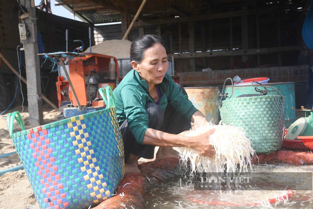 Vựa cung cấp giá đỗ bên sông Trà Khúc của Quảng Ngãi giờ thế nào?- Ảnh 1.