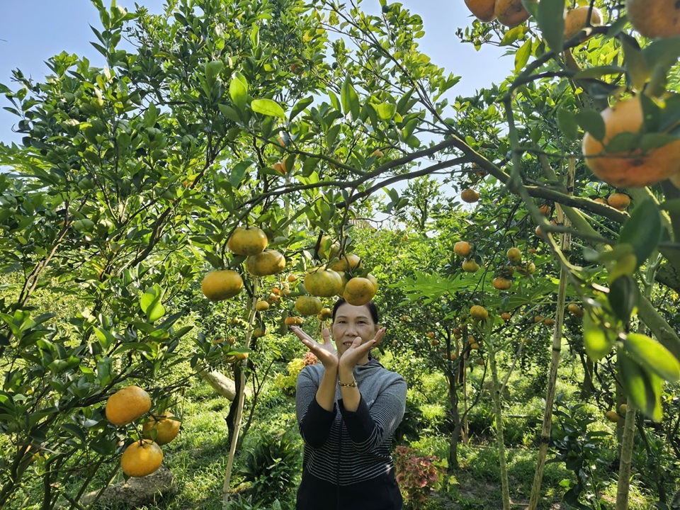 Vườn quýt hồng nổi tiếng, trở thành điểm đến thu hút đông đảo du khách. Ảnh Hòa Hội