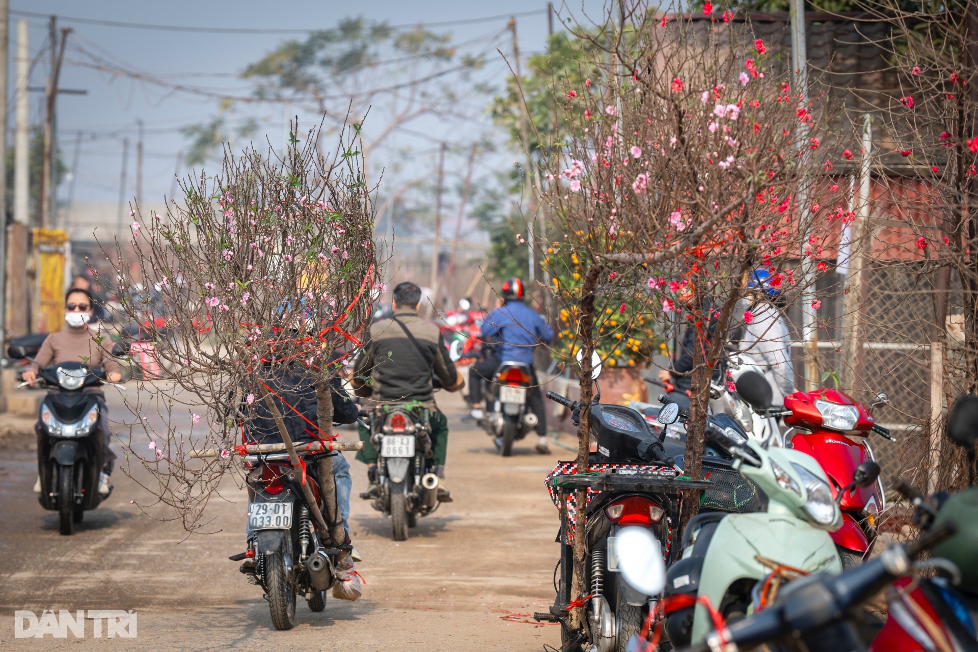 Đào Nhật Tân khoe sắc rực rỡ, giá tăng vọt vẫn đắt khách tới mua - 2