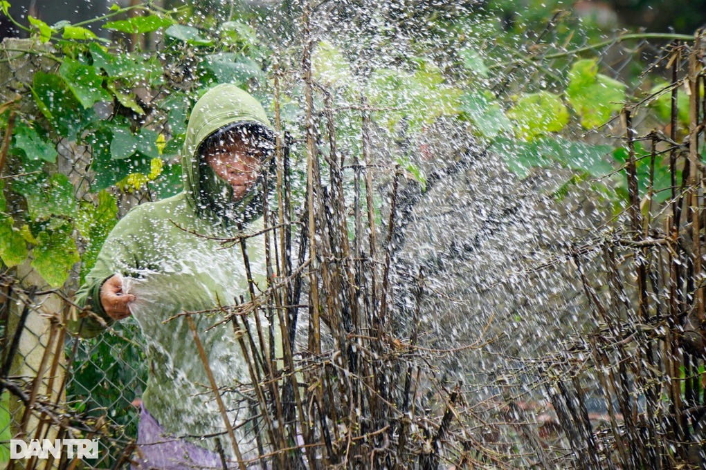 Nông dân ở thủ phủ mai vàng miền Trung kỳ vọng thắng vụ Tết - 2