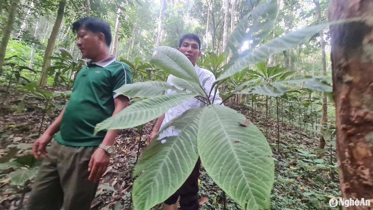 Tương Dương có sản phẩm OCOP đầu tiên từ trồng dược liệu dưới tán rừng