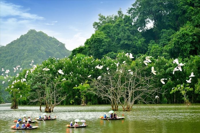 Du khách có thể du ngoạn trên thuyền để ngắm từng đàn cò trắng bay đi kiếm ăn và bay về tổ 