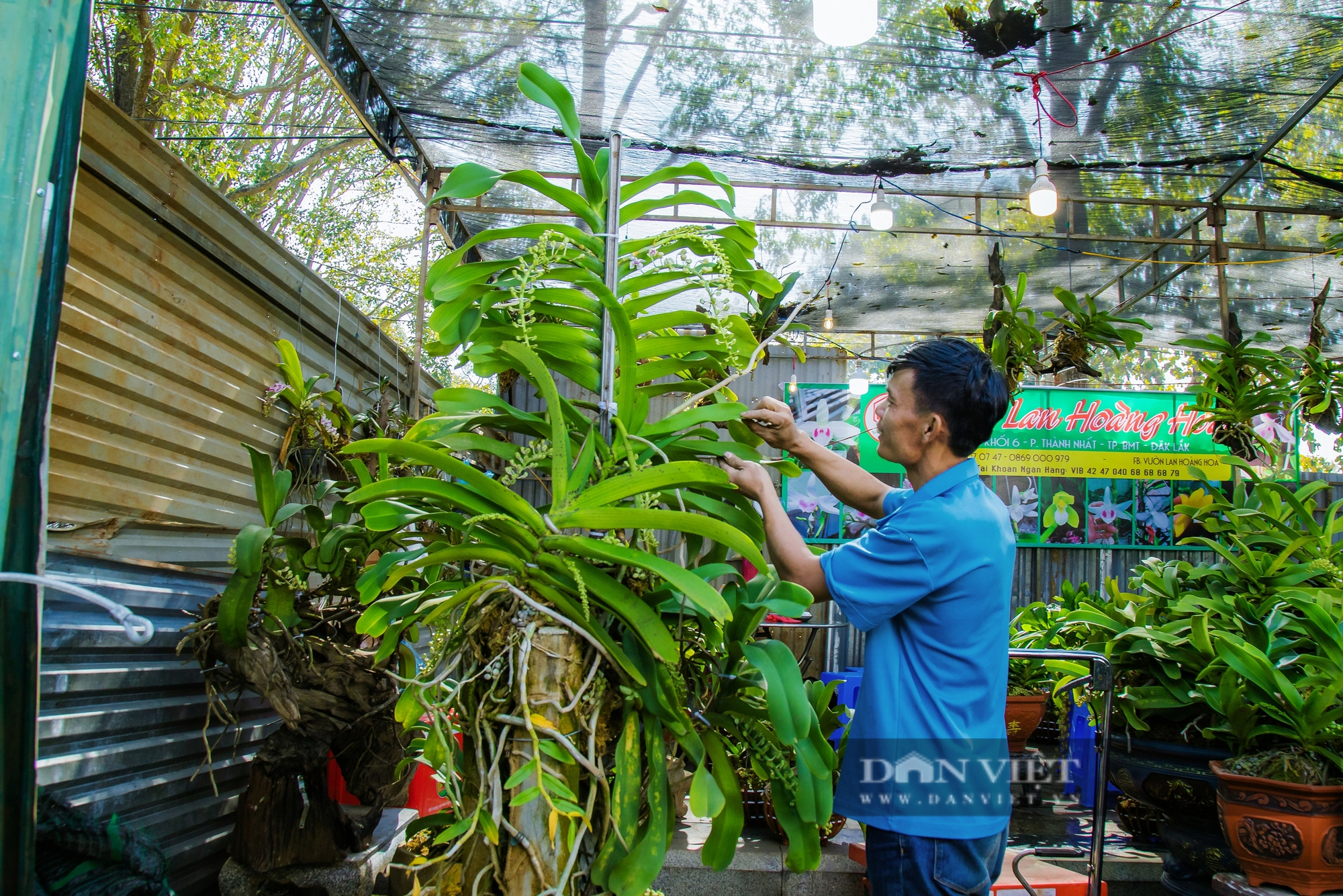 Chiêm ngưỡng cây lan rừng “khổng lồ” 50 năm tuổi, cao hơn 2m tại Đắk Lắk - Ảnh 3.