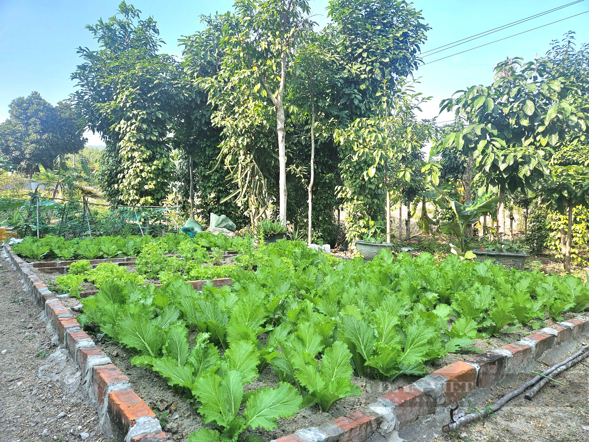 Tận dụng mảnh đất, nông dân Quảng Bình trồng đủ thứ rau ngon, có rau thơm phức, tết ra nhổ tiện đủ đường- Ảnh 4.