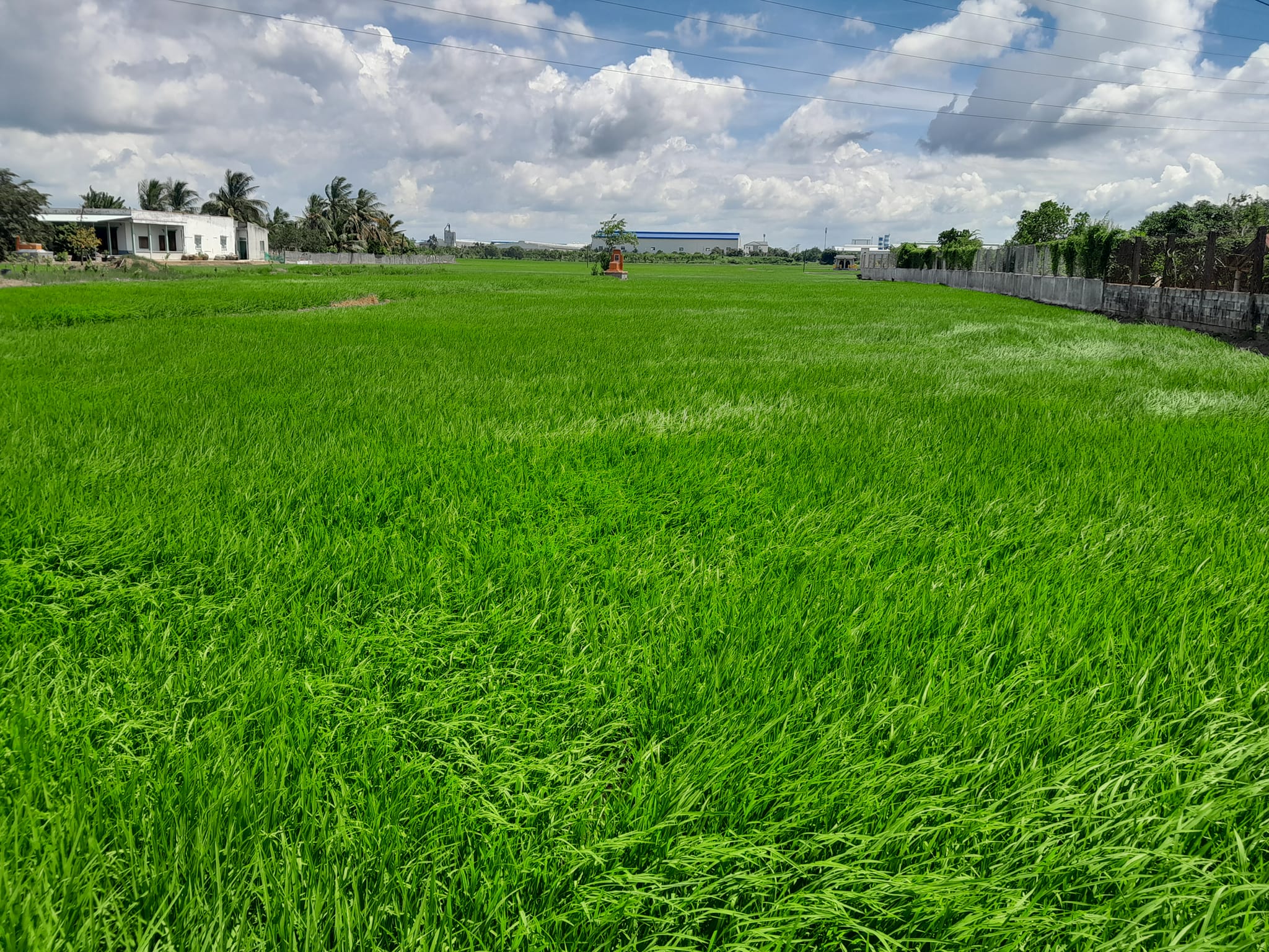 Dự báo trúng mùa, nông dân vùng biên giới Long An vui xuân vẫn không quên tất bật với đồng lúa- Ảnh 2.