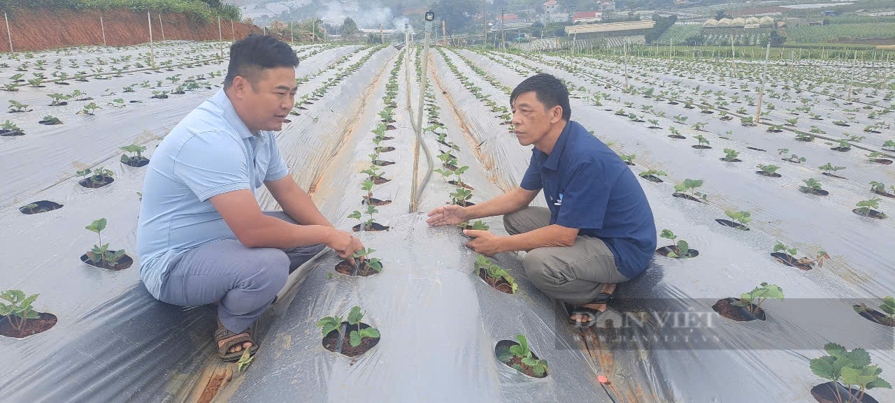 Ở Sơn La có một nơi trồng ra loại dâu tây quả 