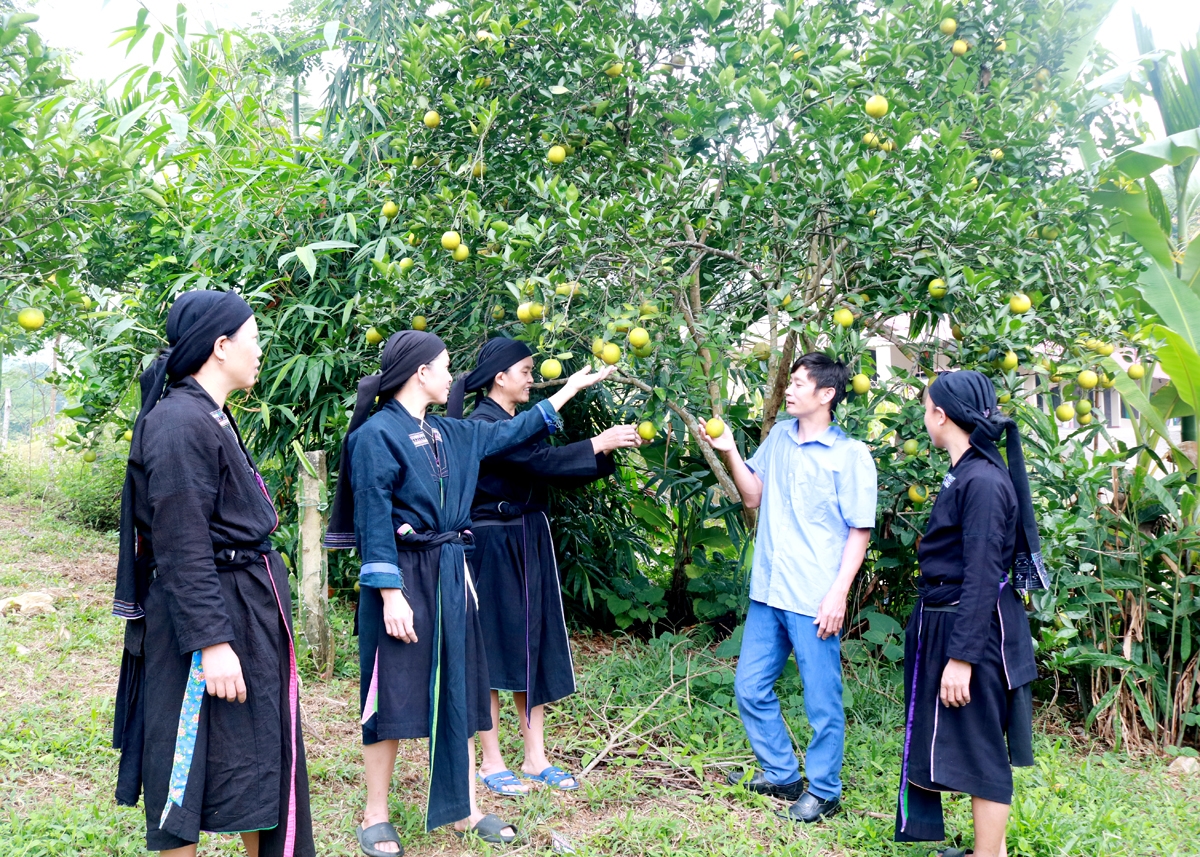 Bí thư Chi bộ thôn Hạ Sơn, xã Vĩ Thượng, huyện Quang Bình (Hà Giang) Long Đức Phô hướng dẫn người dân chăm sóc cây ăn quả