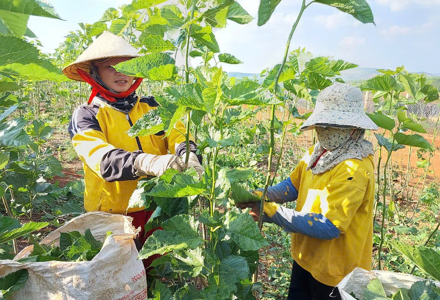 Hợp tác xã Kén tằm Gia Lai đồng hành với nông dân - Ảnh 2.