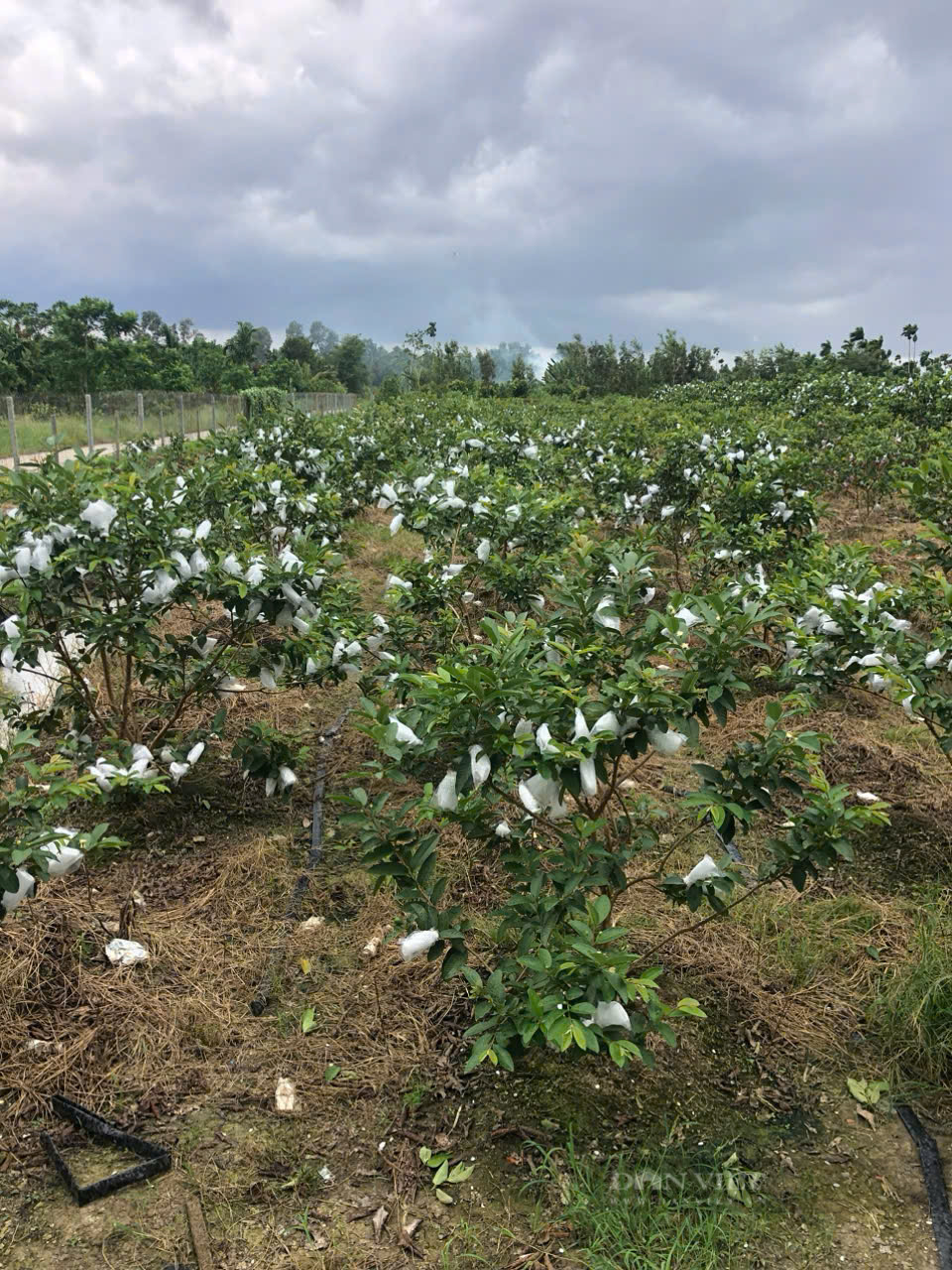 Giống ổi mới ở Sóc Trăng: Trái có ruột màu đỏ đậm, hạt ít và mềm, ăn giòn, ngọt, cho năng suất khủng - Ảnh 2.