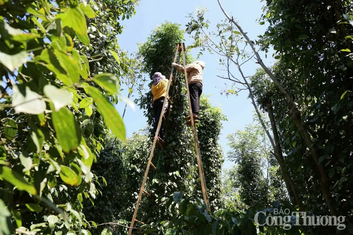 Dự báo giá tiêu ngày mai 6/2/2025, trong nước tiếp đà tăng