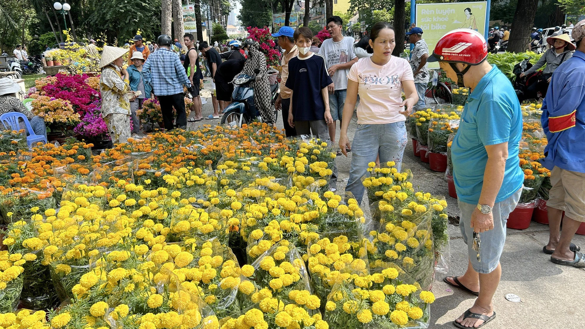 Hoa Tết: nhà vườn thắng, thương lái... mếu! - Ảnh 3.