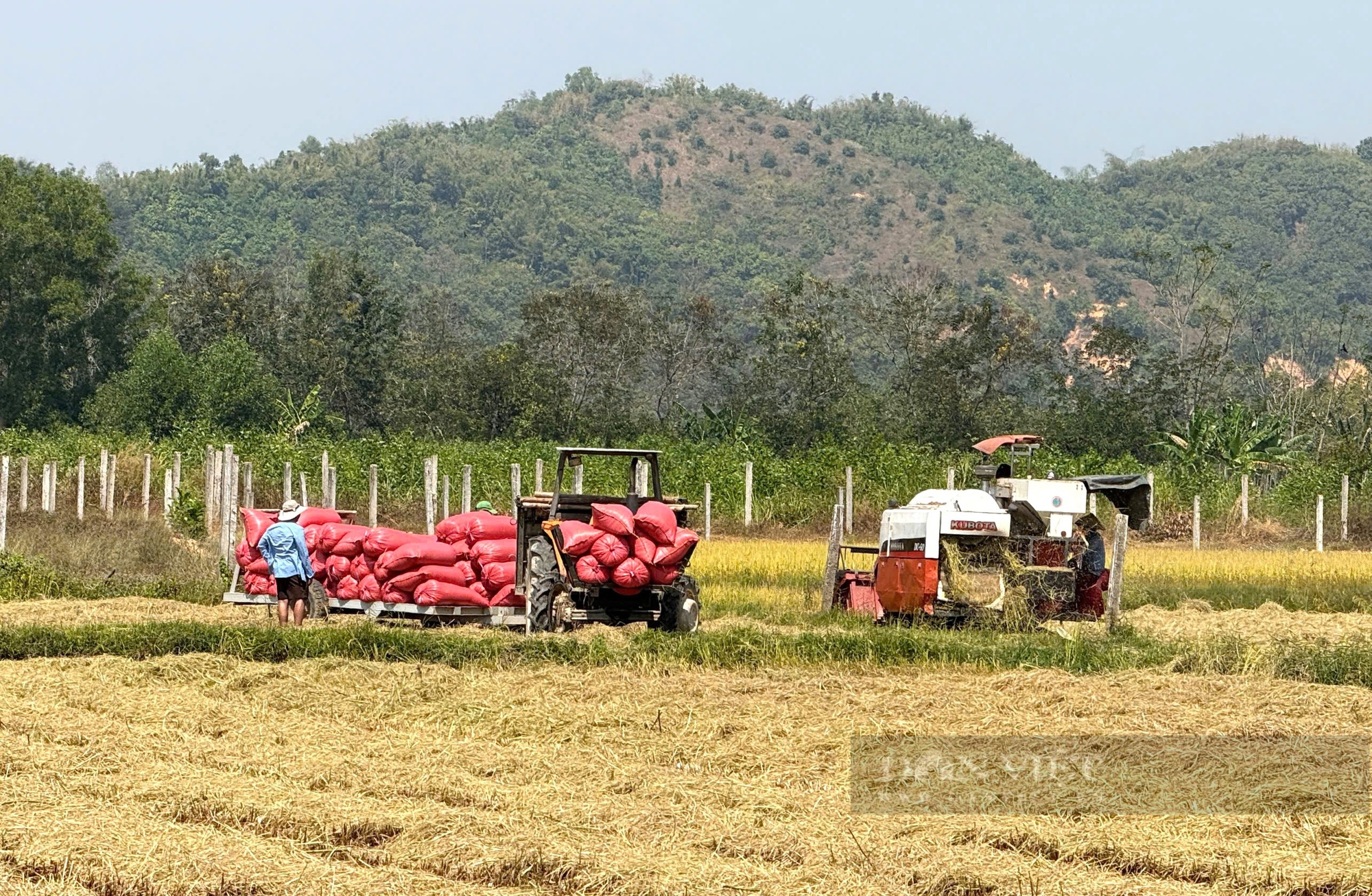 Anh phóng viên trồng lúa “ngon nhất thế giới” tại Lâm Đồng, bán 40.000 đồng/kg - Ảnh 3.