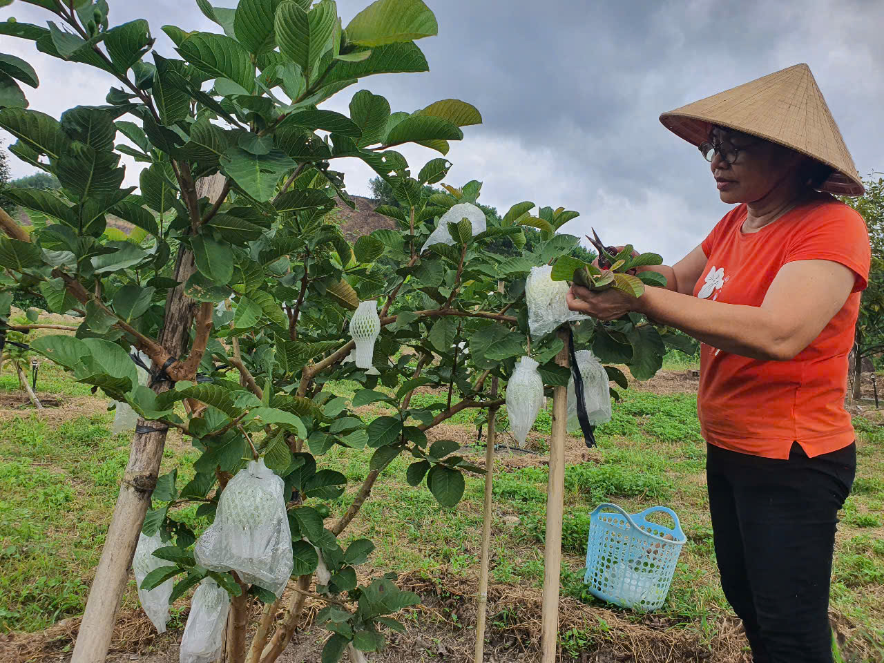 Đưa giống ổi này lên đồi núi trồng, quả thơm ngon lại bán được giá cao gấp đôi các giống khác- Ảnh 2.