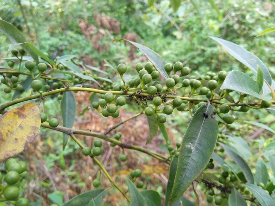 Một loại hạt mọc hoang trên rừng, có mùi sả, lá chanh, vị cay giống hạt tiêu, ướp thịt cá ngon