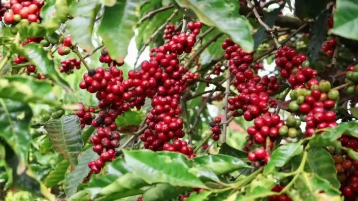 Giá cà phê Arabica tăng lên mức cao kỷ lục