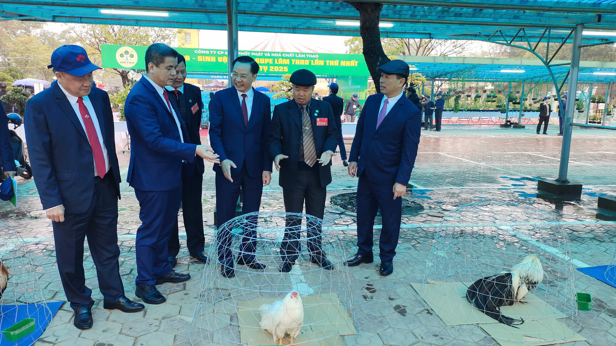 Supe Lâm Thao trưng bày la liệt lan phi điệp đột biến 5 cánh trắng, gà cảnh trị giá hàng chục triệu đồng/con - Ảnh 3.