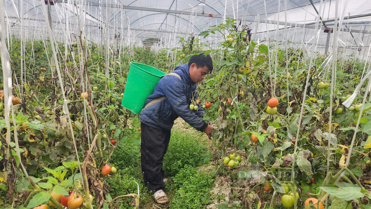 Đây là vườn cà chua ra trái quá trời do trai Thủ đô trồng ở Sơn La, trái quá trời, thu tiền tỷ/năm- Ảnh 5.