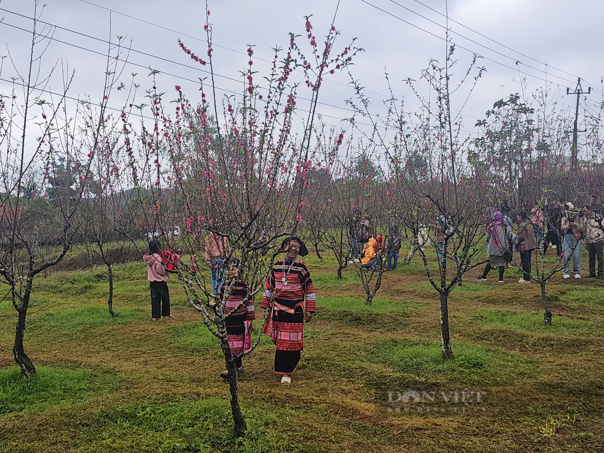 Hoa đào nở rộ, khung cảnh bản làng đẹp như phim ở độ cao 800m tại Bình Định, người ùn ùn kéo- Ảnh 7.