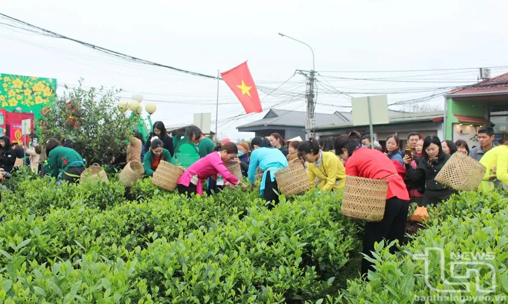 Thái Nguyên: Khai mạc Lễ hội Hương sắc trà xuân - vùng chè đặc sản Tân Cương