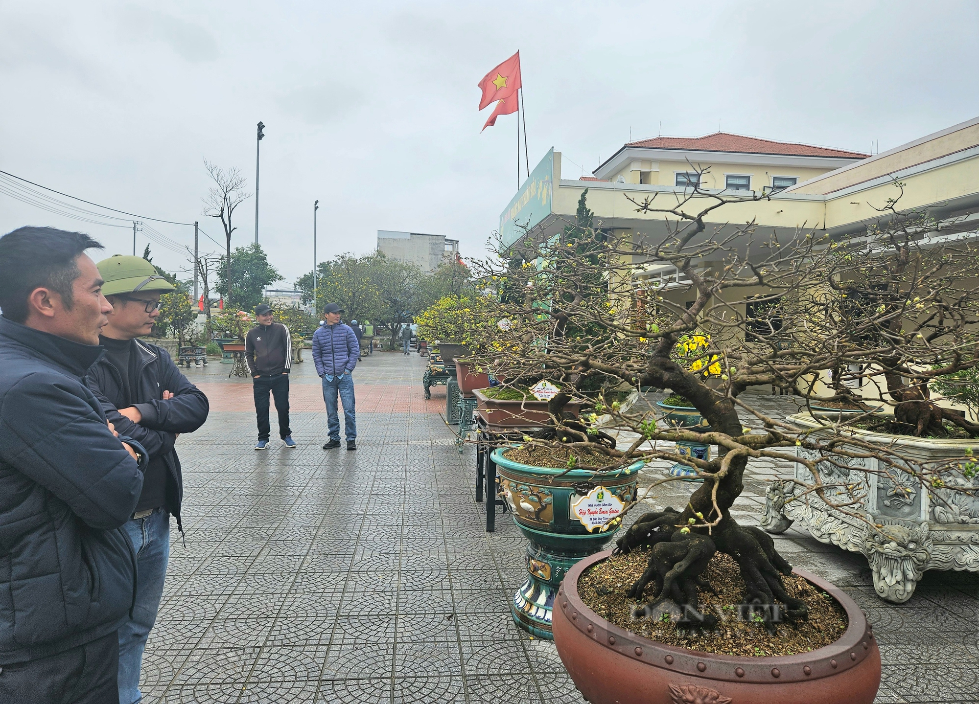 Một phiên chợ mai ở Huế, toàn cây có thế 