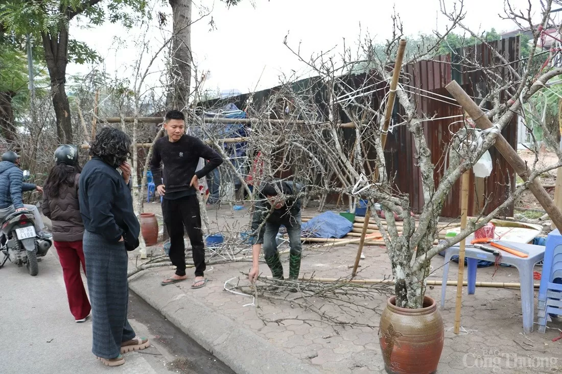 Hoa lê rừng xuống phố, giá cao vẫn hút người mua