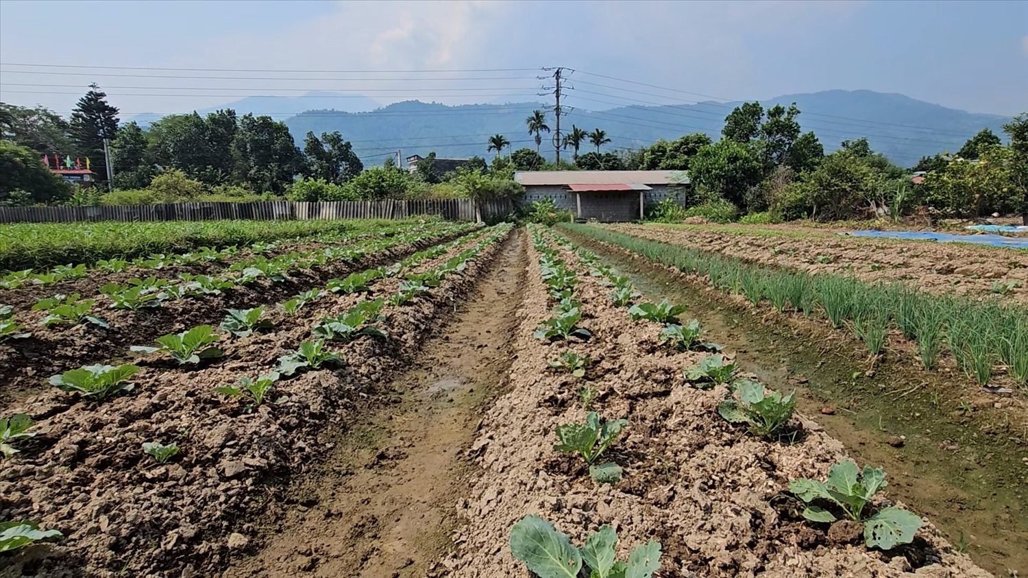 Việc thay đổi thói quen canh tác giúp bà con nông dân vùng cao nâng cao thu nhập, từng bước xóa đói giảm nghèo