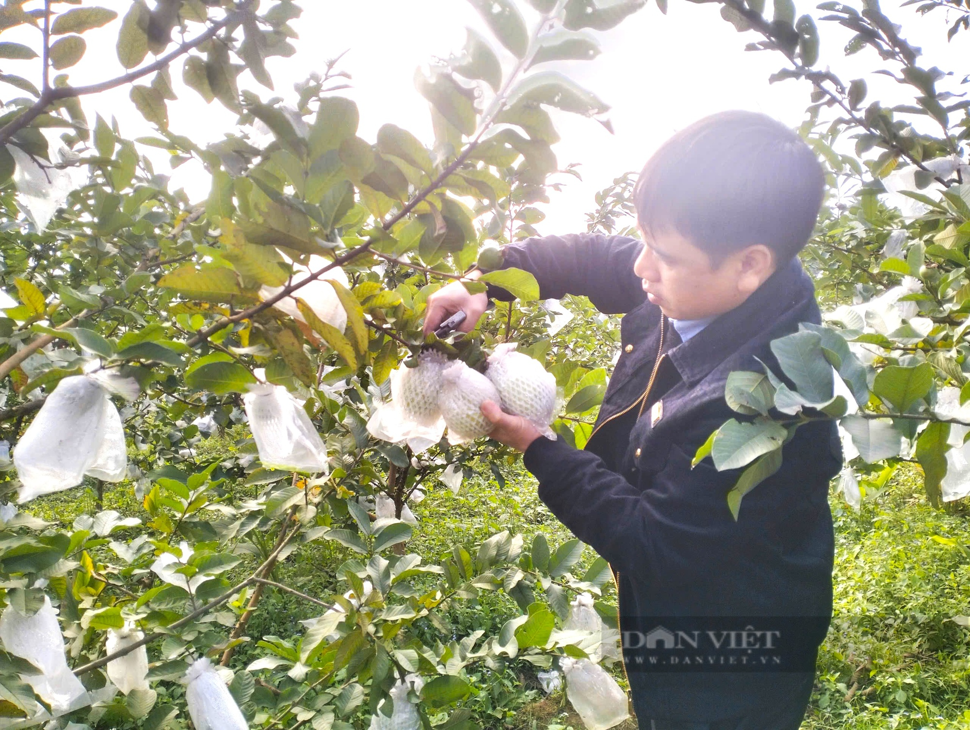 Nông dân Hà Tĩnh trồng giống ổi theo tiêu chuẩn VietGAP quả thơm ngon, được chứng nhận sản phẩm OCOP- Ảnh 3.