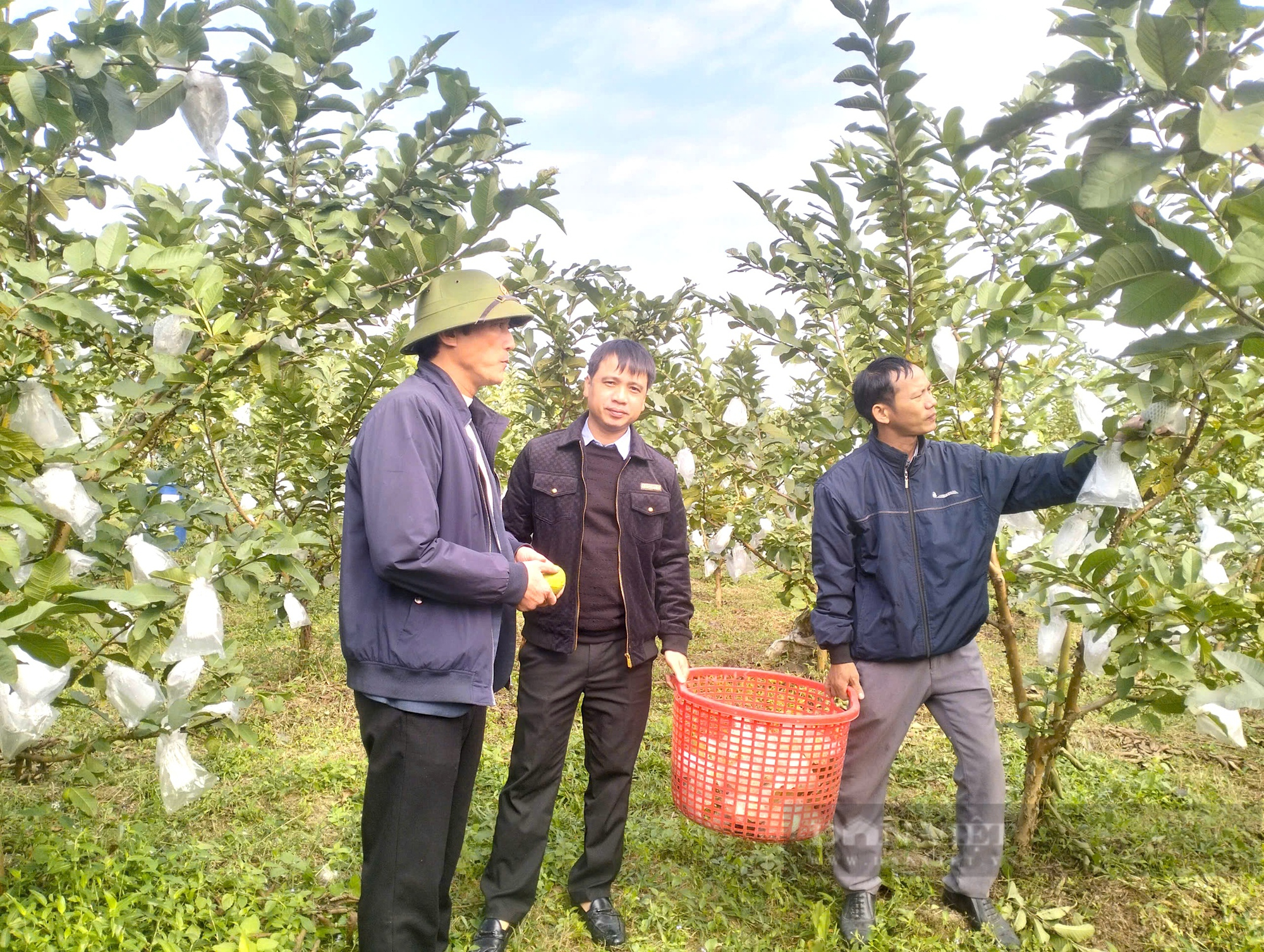 Nông dân Hà Tĩnh trồng giống ổi theo tiêu chuẩn VietGAP quả thơm ngon, được chứng nhận sản phẩm OCOP- Ảnh 4.