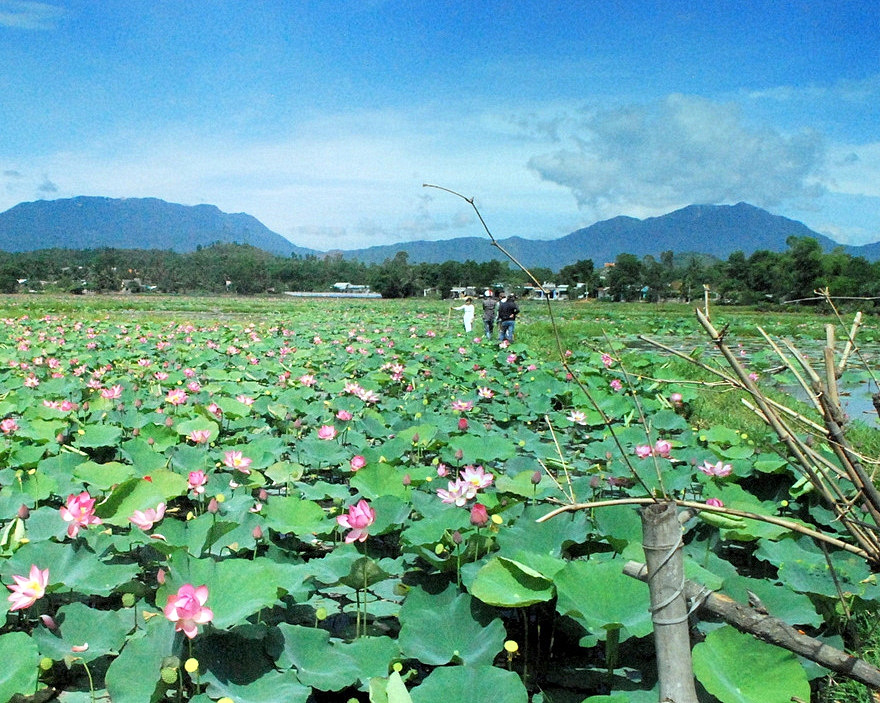 Ngày xuân về Hoà Sơn nghe kể chuyện ốc bươu Bàu Nghè, nước chè Phú Thượng - Ảnh 2.