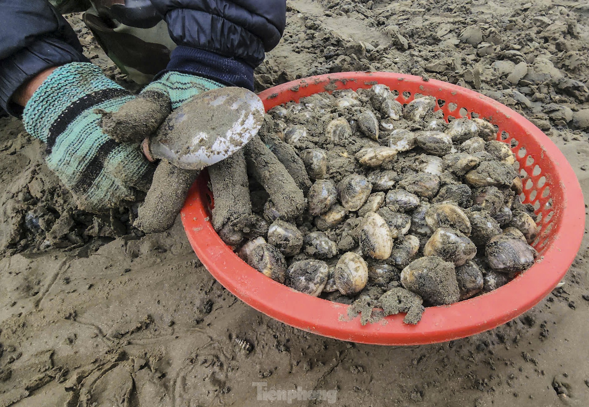 Mưu sinh nơi cửa biển giữa giá rét ngày đầu năm ảnh 2