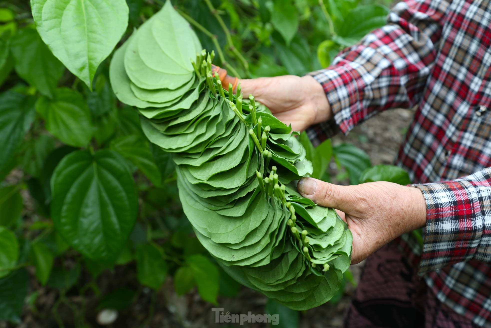 Vào mùa 'đếm lá thu tiền', nông dân thu tiền triệu mỗi ngày ảnh 8