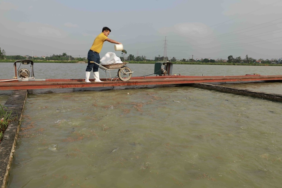 Mô hình nuôi trồng thuỷ sản của Hợp tác xã Thuỷ sản công nghệ cao Đại Áng (huyện Thanh Trì). Ảnh: Lâm Nguyễn