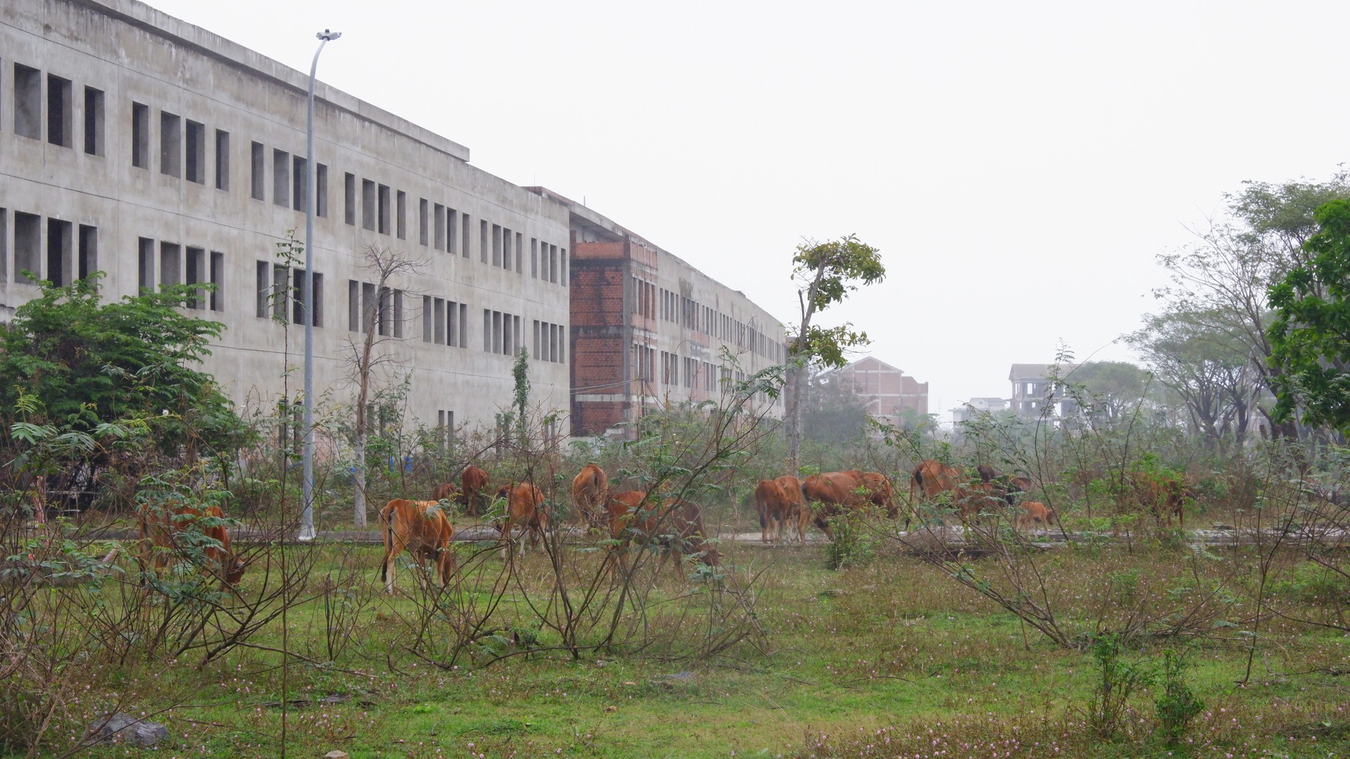 Cảnh hoang tàn của 'siêu' đô thị sinh thái 381ha 'view triệu đô' ở Đà Nẵng ảnh 7