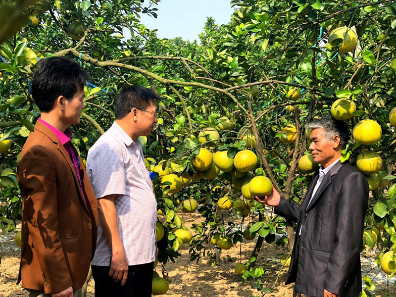 Sản phẩm bưởi sạch Sóc Sơn được người tiêu dùng Thủ đô ưa chuộng. Ảnh: Lâm Nguyễn